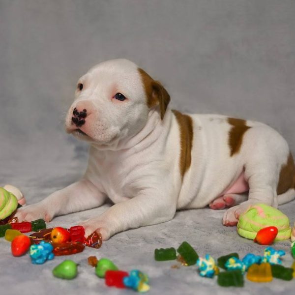 Выпускники — American Staffordshire Terrier | Glorysband Glorysband Denwer puppy