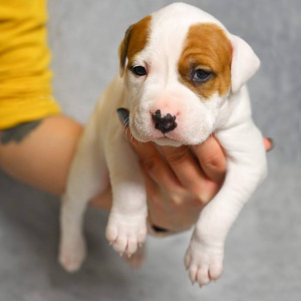 Выпускники — American Staffordshire Terrier | Glorysband Glorysband Diamond puppy