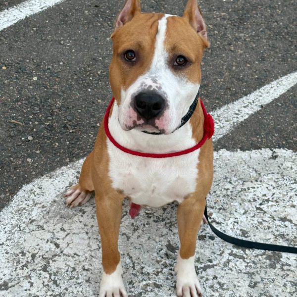 Выпускники — American Staffordshire Terrier | Glorysband Glorysband Dinamyte