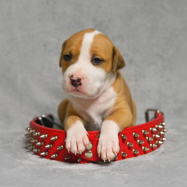 Выпускники — American Staffordshire Terrier | Glorysband Glorysband Dinamyte puppy