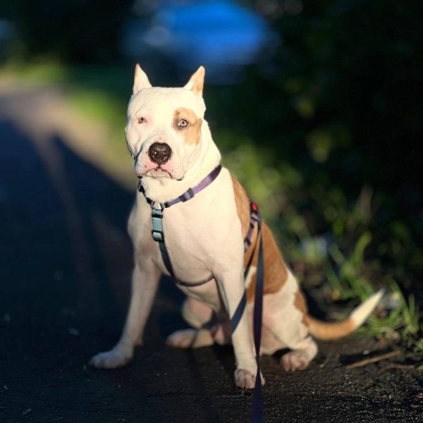 Выпускники — American Staffordshire Terrier | Glorysband Glorysband Doping