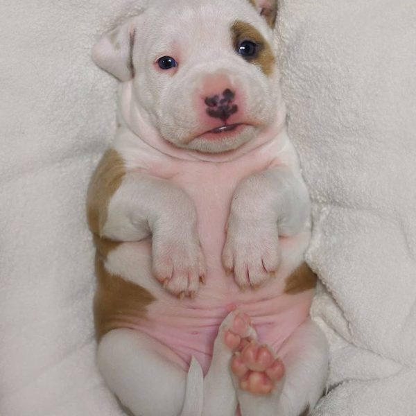 Выпускники — American Staffordshire Terrier | Glorysband Glorysband Doping puppy
