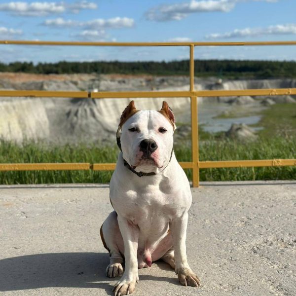 Выпускники — American Staffordshire Terrier | Glorysband Glorysband Drago