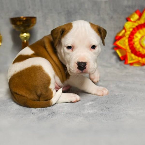 Выпускники — American Staffordshire Terrier | Glorysband Glorysband Drago puppy