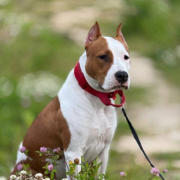 Выпускники — American Staffordshire Terrier | Glorysband Glorysband Dynasty