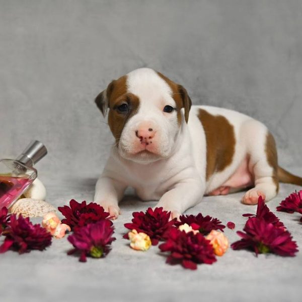 Выпускники — American Staffordshire Terrier | Glorysband Glorysband Dynasty puppy