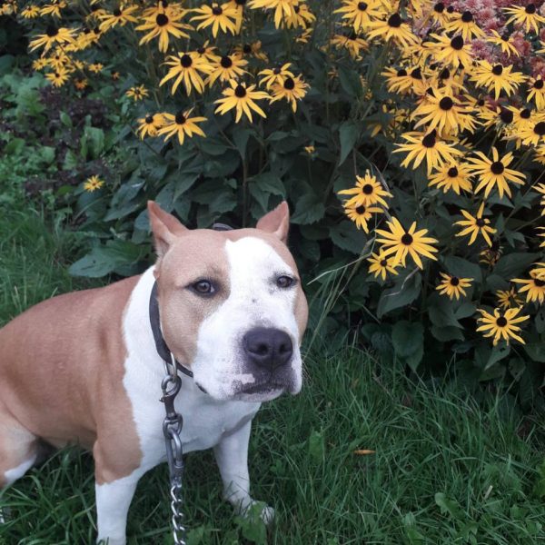 Выпускники — American Staffordshire Terrier | Glorysband Glorysband Fantastic Baby