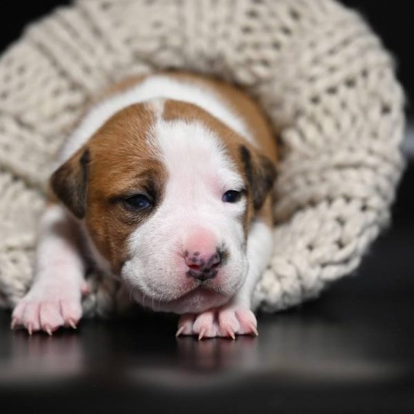 Выпускники — American Staffordshire Terrier | Glorysband American Staffordshire Terrier puppy female — питомник Glorysband FCI, щенки амстаффа