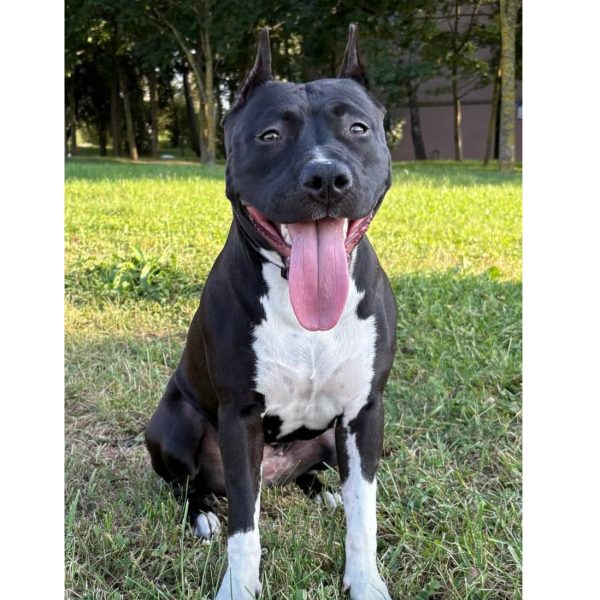 Выпускники — American Staffordshire Terrier | Glorysband красивый черный амстафф fast ferrari Glorysband