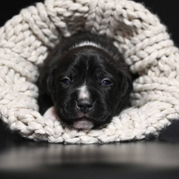 Выпускники — American Staffordshire Terrier | Glorysband Glorysband Fast Ferrari puppy