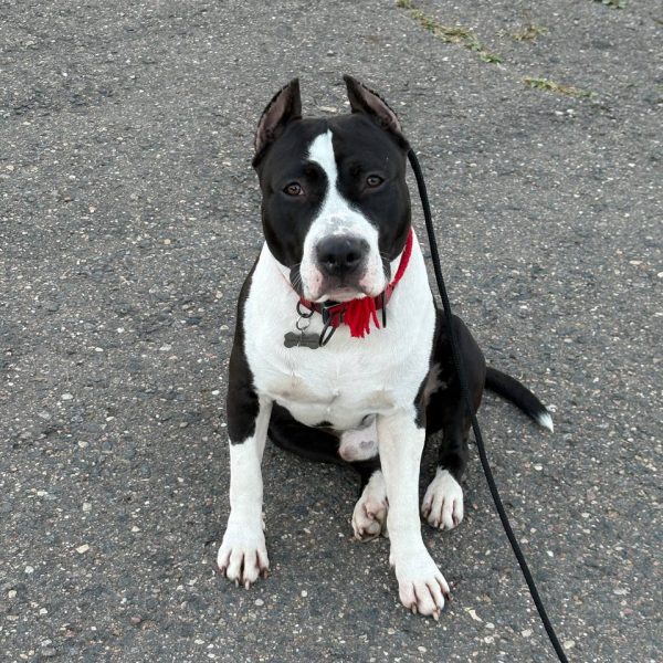Выпускники — American Staffordshire Terrier | Glorysband Glorysband Fate Favorite