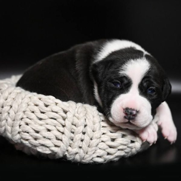 Выпускники — American Staffordshire Terrier | Glorysband Glorysband Fate Favorite puppy