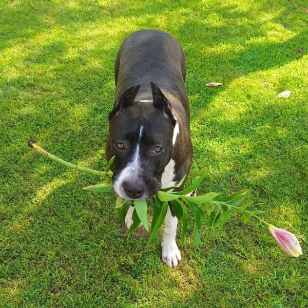 Выпускники — American Staffordshire Terrier | Glorysband Glorysband First Lady