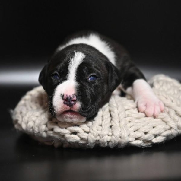 Выпускники — American Staffordshire Terrier | Glorysband Glorysband First Lady puppy