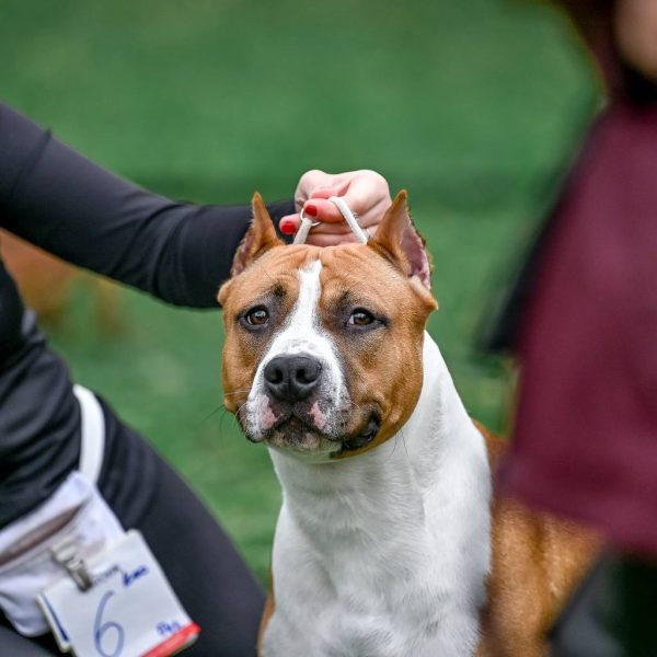 Выпускники — American Staffordshire Terrier | Glorysband Amstaff champion 3 Glorysband kennel — American Staffordshire Terrier чемпион Flag Red