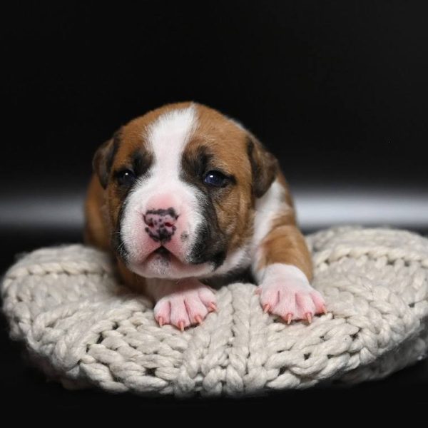 Выпускники — American Staffordshire Terrier | Glorysband Amstaff puppy female Glorysband kennel Flag Red — щенок амстафф сука Беларусь