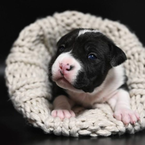 Выпускники — American Staffordshire Terrier | Glorysband Glorysband Flash Moon puppy