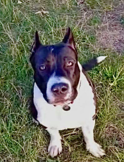 Выпускники — American Staffordshire Terrier | Glorysband амстафф Glorysband Flash Moon