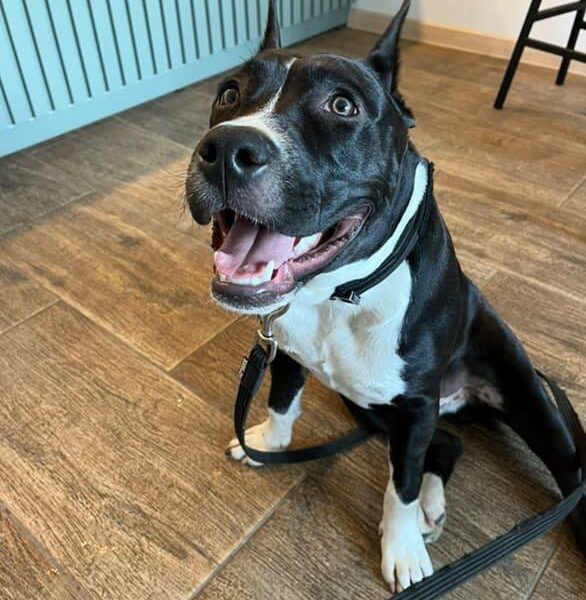 Выпускники — American Staffordshire Terrier | Glorysband Glorysband Fortune Luck