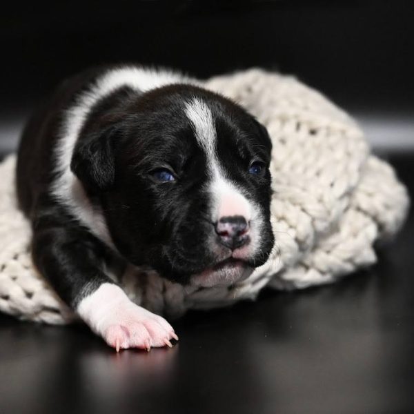 Выпускники — American Staffordshire Terrier | Glorysband Glorysband Fortune Luck puppy