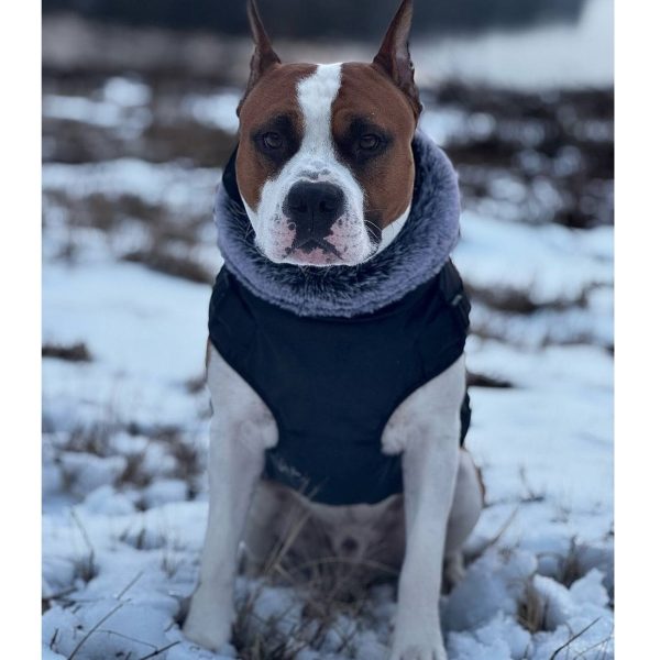 Выпускники — American Staffordshire Terrier | Glorysband Amstaff champion Gangster Glorysband kennel — American Staffordshire Terrier чемпион России и Беларуси