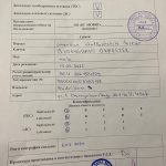 Glorysband Gangster displ none 1 — Amstaff купить амстаффа Беларусь