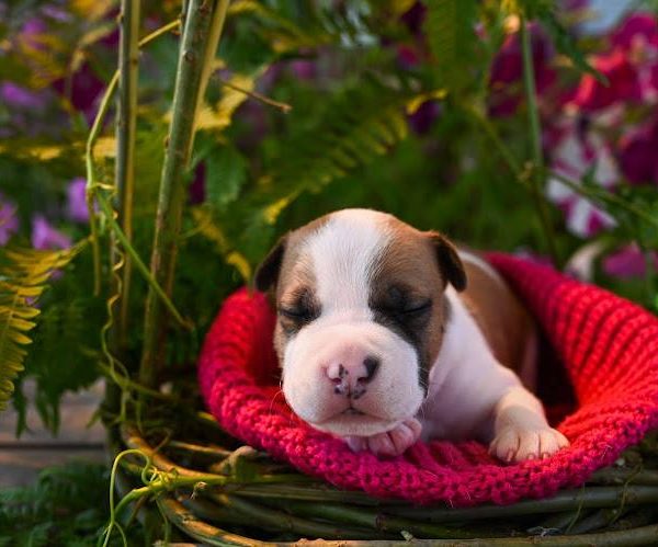 Выпускники — American Staffordshire Terrier | Glorysband Glorysband Gangster puppy