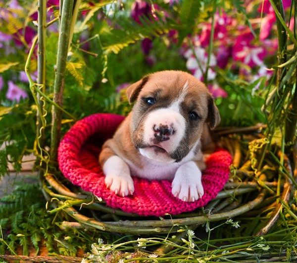 Выпускники — American Staffordshire Terrier | Glorysband амстафф девочка