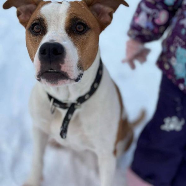 Выпускники — American Staffordshire Terrier | Glorysband Glorysband Geneva