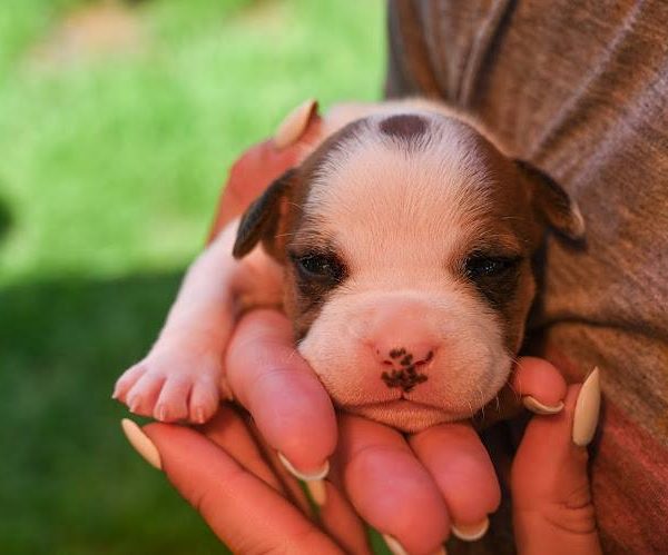 Выпускники — American Staffordshire Terrier | Glorysband Glorysband Geneva puppy