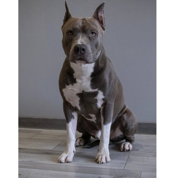 Выпускники — American Staffordshire Terrier | Glorysband Amstaff champion Gerald Glorysband kennel — American Staffordshire Terrier чемпион T1