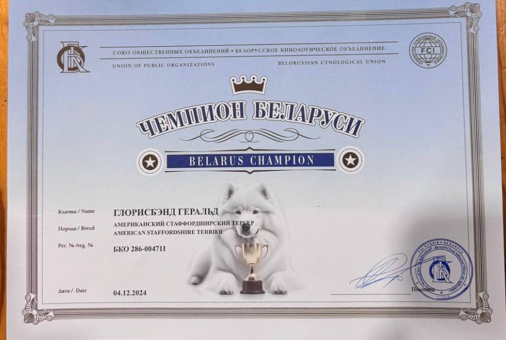 Amstaff champion Gerald Glorysband kennel — American Staffordshire Terrier чемпион Беларуси