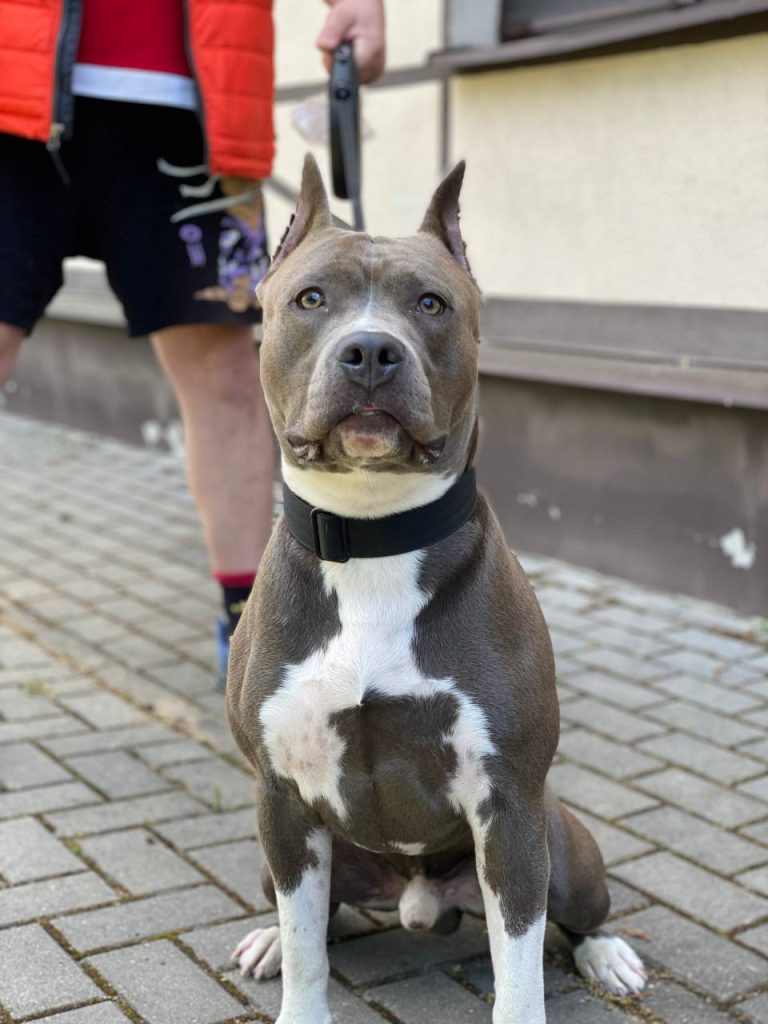 Amstaff champion Gerald Glorysband kennel — American Staffordshire Terrier чемпион Глорисбэнд