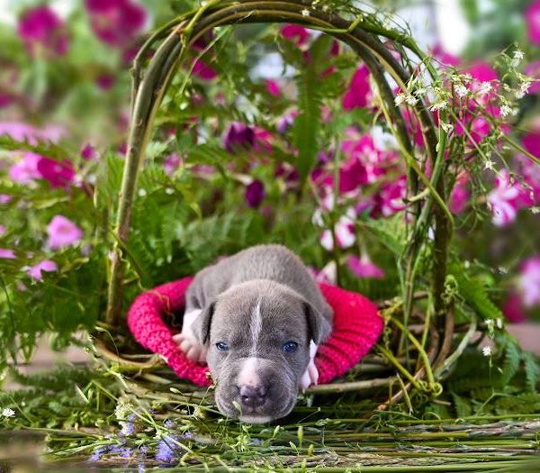 Выпускники — American Staffordshire Terrier | Glorysband голубой амстафф щенок