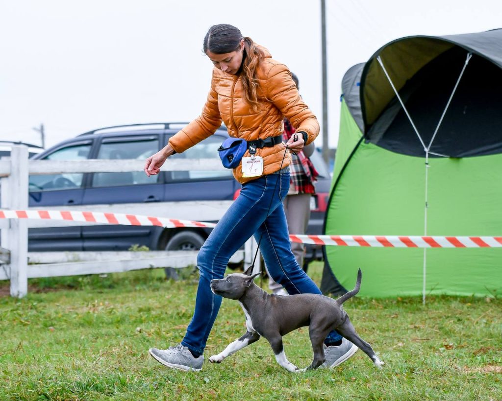 щенок амстаффа amstaff puppie