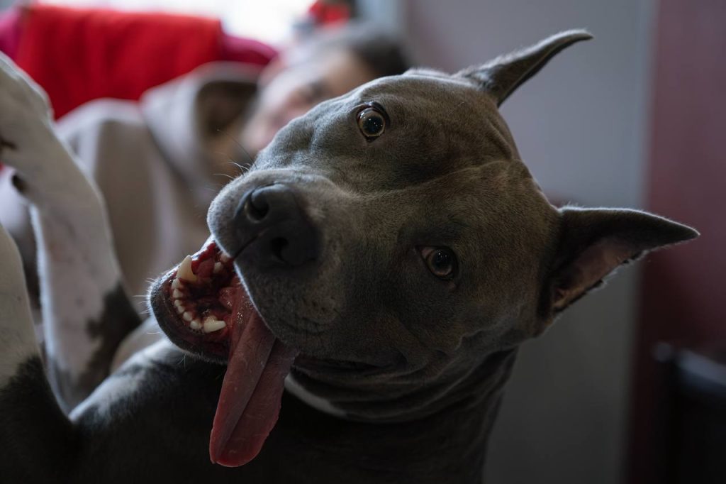 amstaff smile