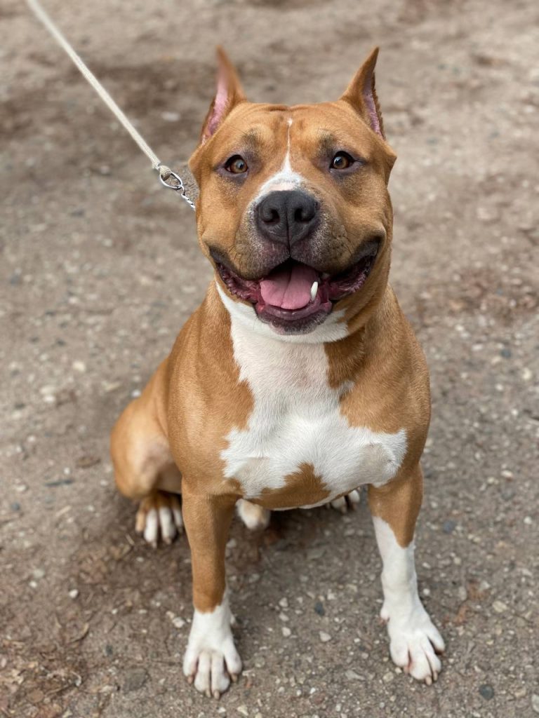 Golden amstaff амстафф Голден