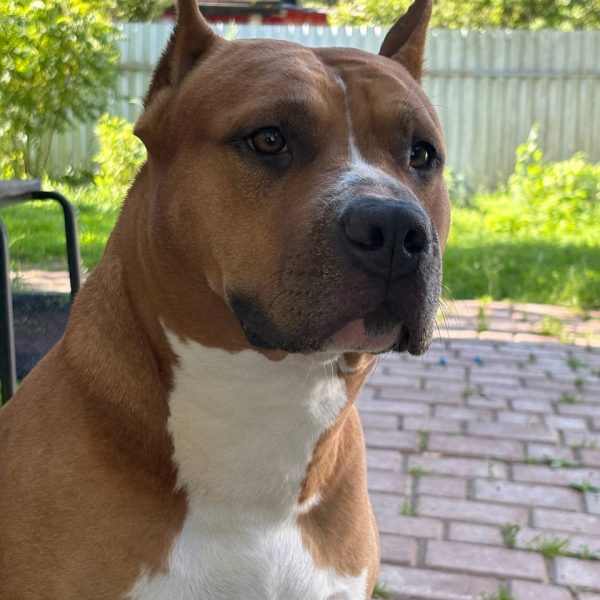 Выпускники — American Staffordshire Terrier | Glorysband Glorysband Golden