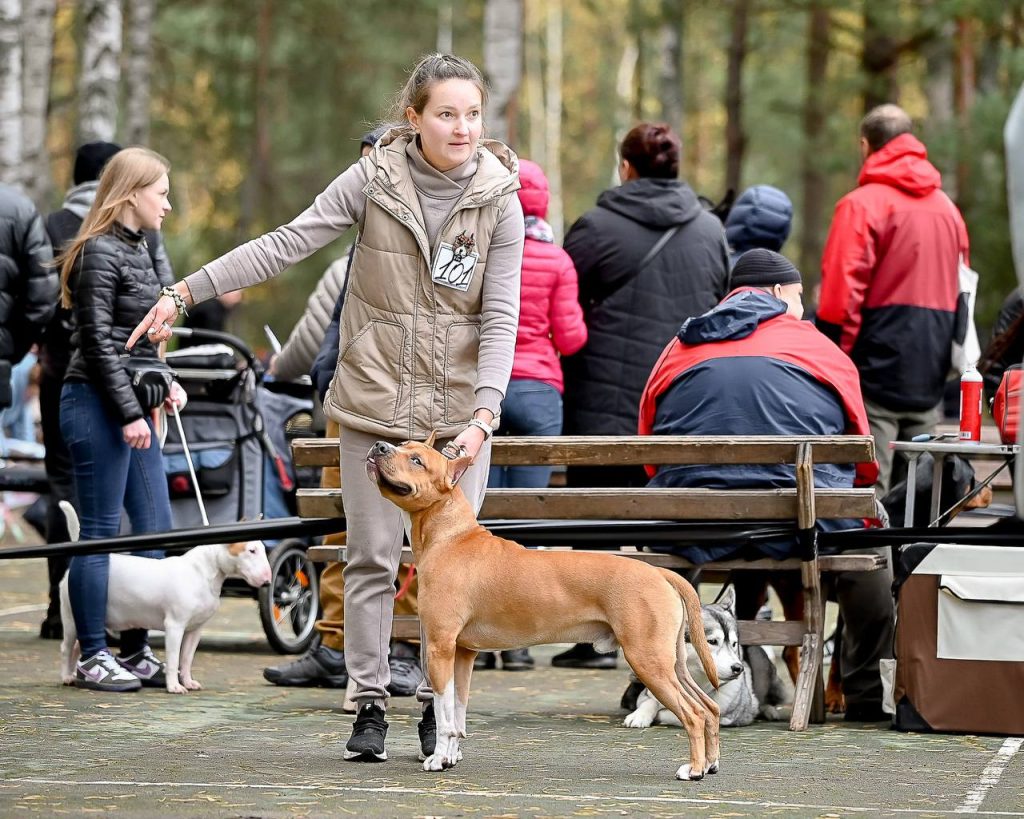 Amstaff champion Golden Glorysband kennel — American Staffordshire Terrier чемпион Глорисбэнд