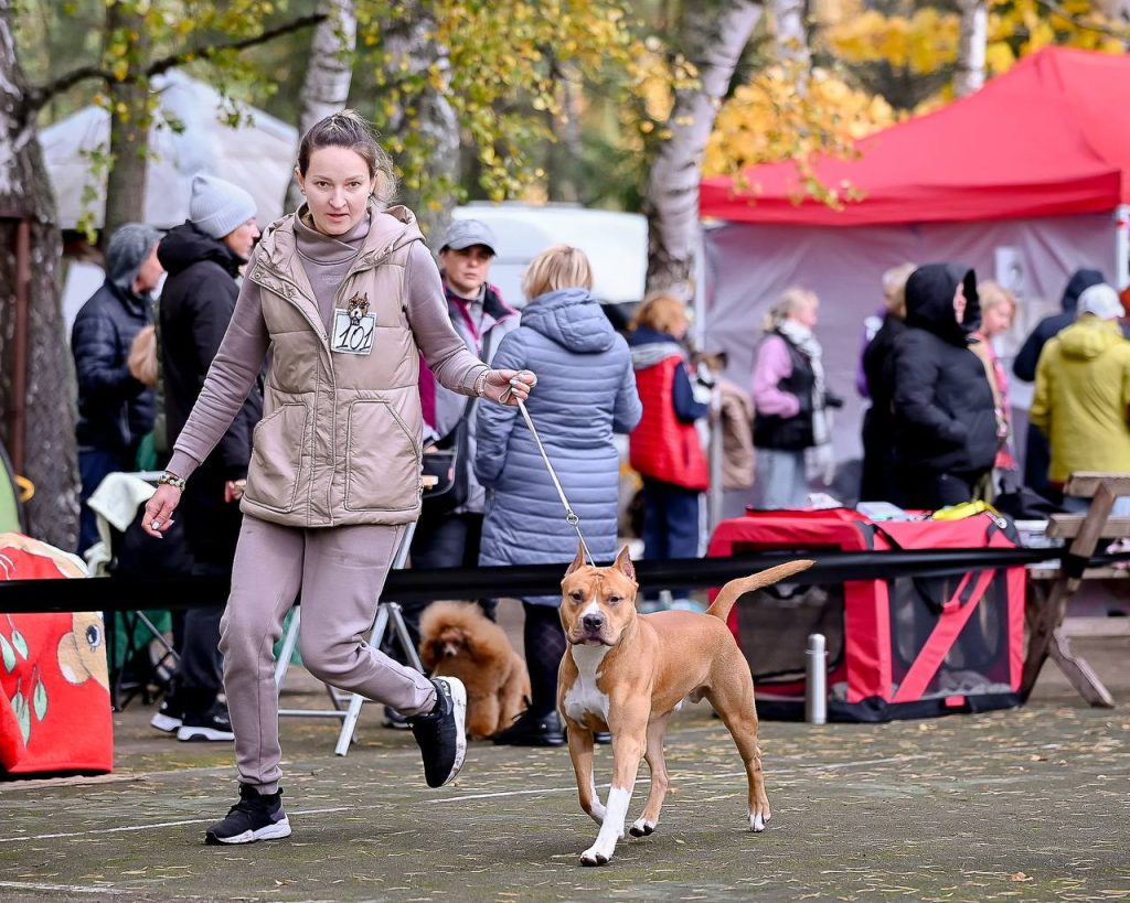 running amstaff