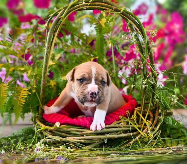 Выпускники — American Staffordshire Terrier | Glorysband самый красивый амстафф щенок
