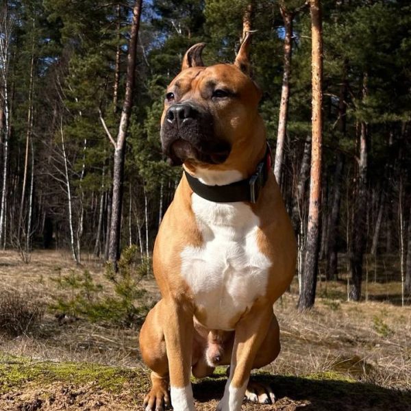 Выпускники — American Staffordshire Terrier | Glorysband большой сильный амстафф