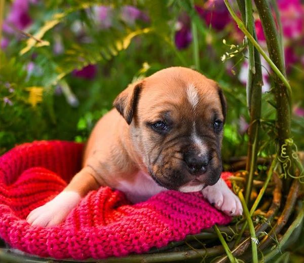 Выпускники — American Staffordshire Terrier | Glorysband породистый амстафф Беларусь фото