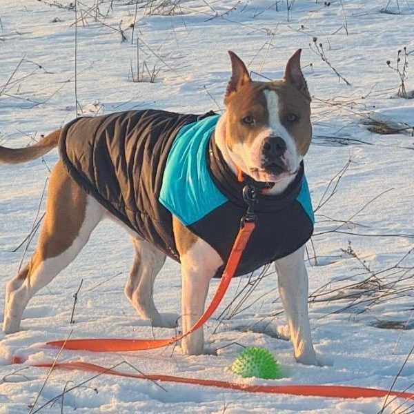 Выпускники — American Staffordshire Terrier | Glorysband Glorysband Guess