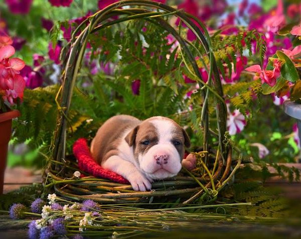 Выпускники — American Staffordshire Terrier | Glorysband красивый щенок амстаффа купить в Беларуси