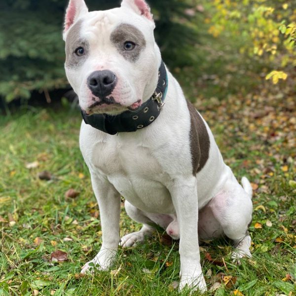 Выпускники — American Staffordshire Terrier | Glorysband белый амстафф чемпион
