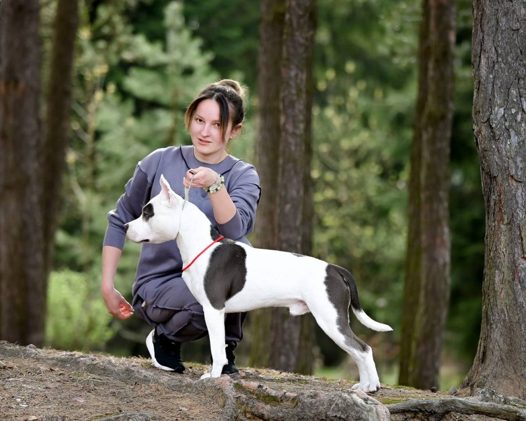 Amstaff champion Guffi Glorysband kennel — American Staffordshire Terrier чемпион Глорисбэнд