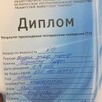 Glorysband Guffi T1 1 — Amstaff купить амстаффа Беларусь