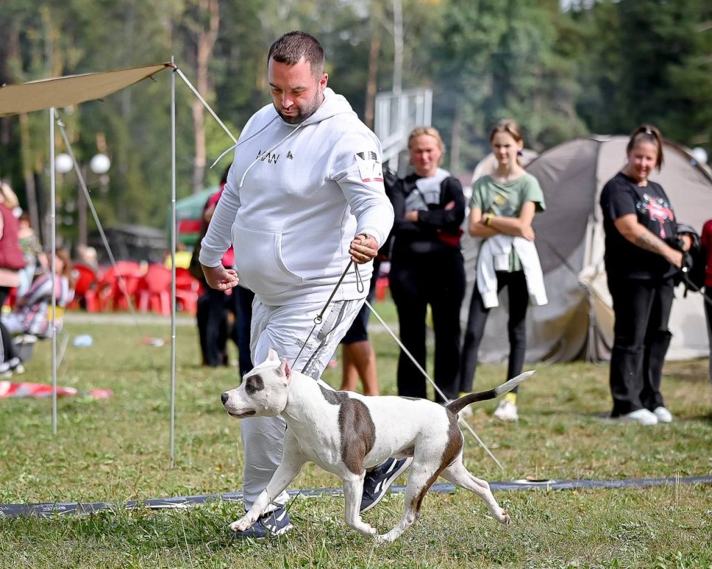 amstaff handler