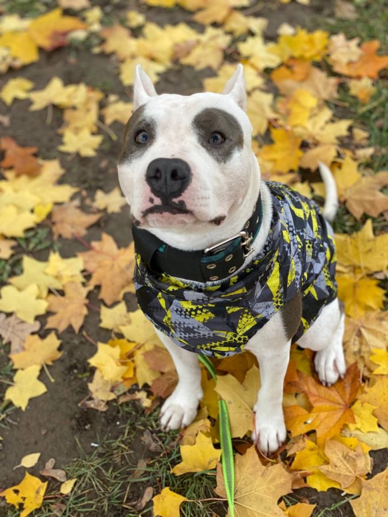 beautiful amstaff